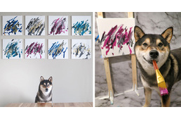 Több ezer dollárt keresett már gazdáinak a művészien festő kutya