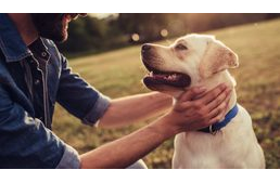 A kutyatartás negyedével csökkenti a bármely okból bekövetkező halálozás kockázatát