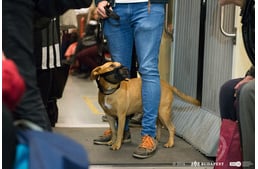 Biztonságban metrózunk: a kutyusom meg én