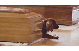 Olasz földrengés - Flash, a hűséges kutya, aki még gazdája koporsója mellől sem mozdult