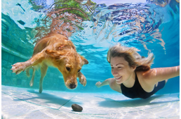 Kutya a medencében - mire figyeljünk?