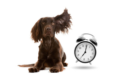Hogyan értelmezik a kutyák az idő fogalmát? 