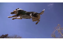 A kutya és gazdája, akik legyőzik a gravitációt