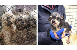 Valentin nap másképp: 60 kutya szabadult a pokolból