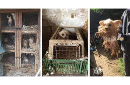 Állatok világnapja másképp: Szaporítótelepet számolnak fel az állatvédők