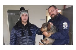 A jeges Tiszából mentettek egy tacskót a rendőrök