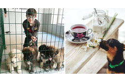 Kávézóban keresik a gazdit az árva kutyák Madridban