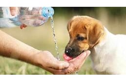 Dehidratáció kutyáknál - hogyan alakul ki és mit tehetünk ellene?