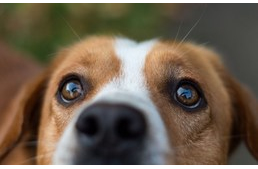 Könnyezés, csipásodás kutyáknál - Milyen betegségre utalhat?