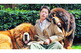 A világ egyik legdrágább kutyája a tibeti masztiff