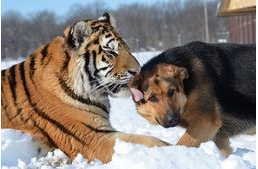 Kutyák a tigrisek között