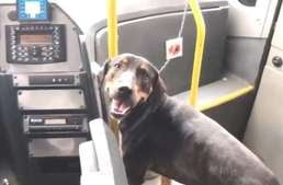Hősként ünneplik a buszsofőrt, aki az autópályán mentett meg egy kutyát