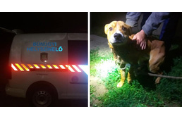 Ismét olyan kutyát mentettek az állatvédők, akinek belenőtt a nyakába a bálamadzag