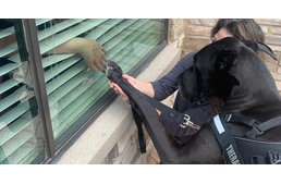 Ablakon keresztül látogatja az idősek otthona lakóit az óriás termetű terápiás kutya