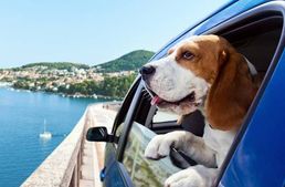 Utazás kutyával – minden, amit tudnod kell, ha együtt indultok útra! 