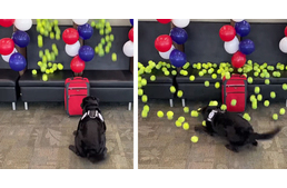 Teniszlabda-esővel lepték meg a nyugdíjba vonuló bombakereső kutyát