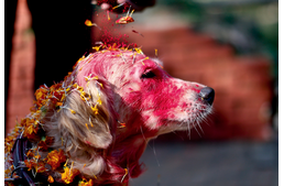 Kukur Tihar - fesztivál a kutyák tiszteletére