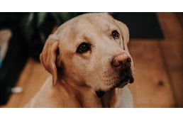 Több mint 45 millió forintos pályázati lehetőség nyílt segítő- és terápiás kutyákat kiképző szervezeteknek