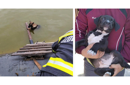 Ismét kutyákat mentettek a tűzoltók