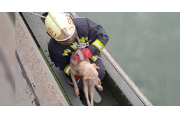 Egy híd szerkezetén rekedt egy kutya: a tűzoltók siettek a segítségére