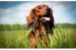 Lipoma, a jóindulatú zsírdaganat kutyáknál