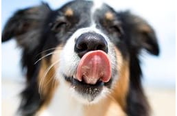 Mit jelent, ha száraz a kutyám orra? Betegségre is utalhat?
