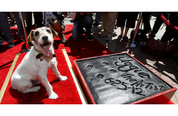 Rendhagyó Palm Dog díjkiosztó Cannes-ban - Posztumusz díjat nyert A némafilmes kutyája 