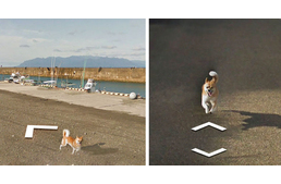 A kutya, aki megkergette a Google Street View autóját