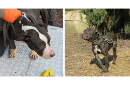24 kutyát mentettek a rendőrök a pokolból - újabb állatviadal szervezőkön ütöttek rajta
