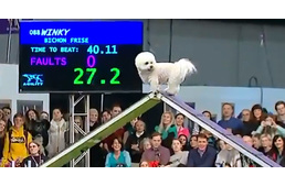 Egy bichon frise-ért rajong az internet, pedig ő volt a sereghajtó a Westminster Dog Show agility versenyén