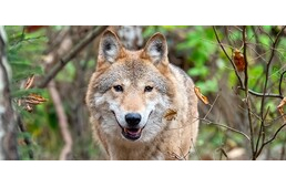 3 év börtönt is kaphat az a vadász, aki kilőtte a Svájcból Magyarországra vándorló farkast