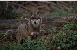 Svájcból egészen Budapest közelébe vándorolt egy fiatal farkas