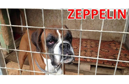 Menhelyről lopott kutya - megtalálták Zeppelint!