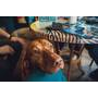 Cafe Frei Szombathely Cafe Frei Szombathely
