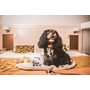 Hotel Sopron Hotel Sopron